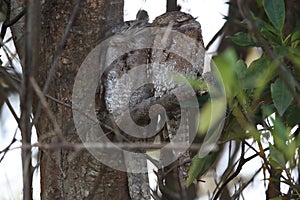 tawny frogmouth (Podargus strigoides)Daintree Rainforest, Australia