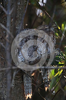 tawny frogmouth (Podargus strigoides)Daintree Rainforest, Australia