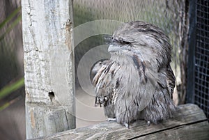 Tawny Frogmouth (Podargus strigoides) - Full Body