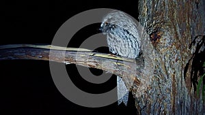 Tawny Frogmouth Podargus strigoides nightjar from Australia, sitting on the tree in the night
