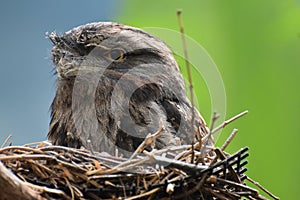 Tawny Frogmouth Sitting in a Bird`s Nest Made of Sticks