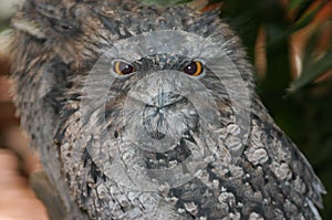 Tawny Frogmouth Sitting on Branch