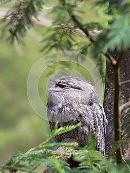 Tawny Frogmouth sitting on a branch in the forest