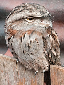 Tawny frogmouth sitting on fence