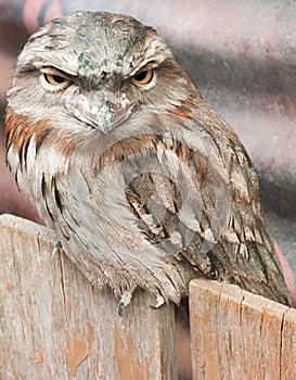 Tawny frogmouth sitting on fence