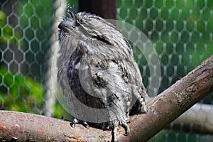 Tawny Frogmouth in the sun