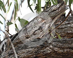 Tawny Frogmouth - superb camouflage