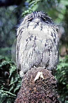 Tawny Frogmouth, Tasmania, Australia