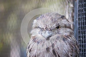 Tawny Frogmouth - Upper Body and Head