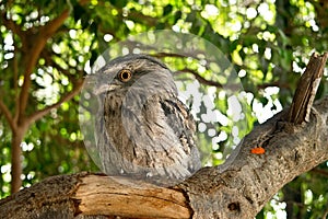 Tawny frogmouth in the wilderness