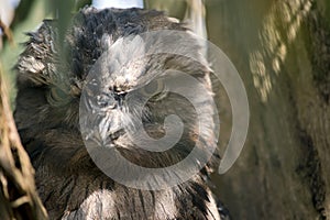 this is a close up of a tawny frogmouth photo