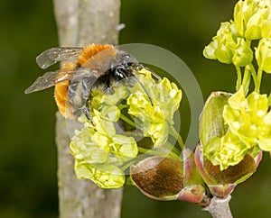 Tawny Mining Bee on flowering acer tree