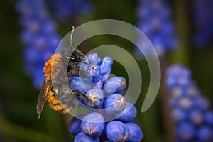 Tawny mining-bee on a globe hyacinth flower