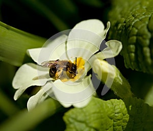Tawny Mining Bee male