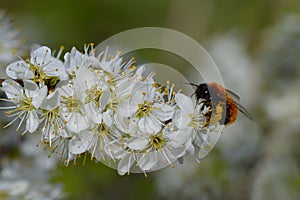 Tawny mining bee in spring