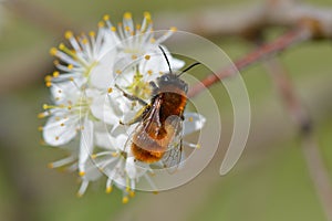 Tawny mining bee in spring
