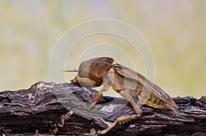 Tawny Mole Cricket (Neoscapteriscus vicinus) on tree bark.