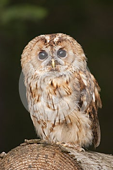 Tawny owl photo