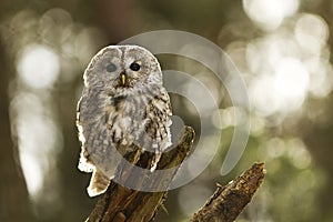 Tawny Owl