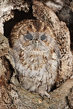 Tawny owl