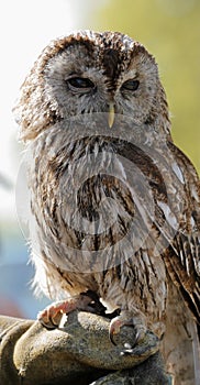 Tawny owl