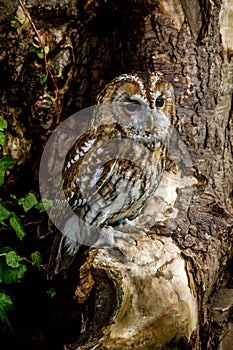 Tawny Owl