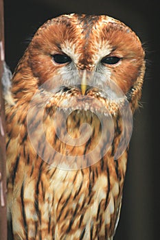 Tawny owl