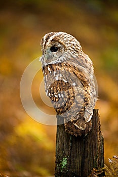 Tawny Owl