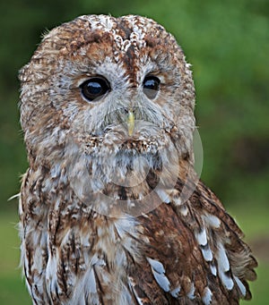 A Tawny Owl on alert