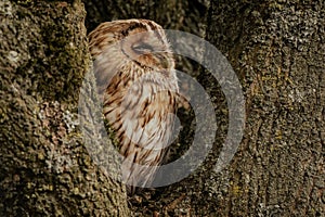 Tawny Owl, also known as a Brown Owl, Strix aluco