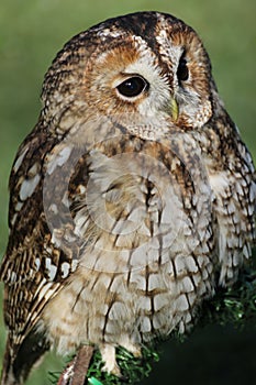 Tawny owl or brown owl