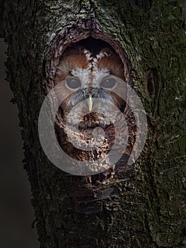 Tawny owl or brown owl Strix aluco