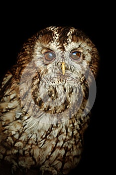 Tawny owl or brown owl Strix aluco