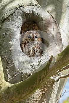 The tawny owl or brown owl (Strix aluco)