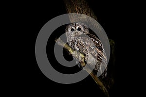 Tawny Owl or Brown Owl - Strix aluco medium-sized owl found in woodlands across Palearctic, pale with dark streaks, upperparts are