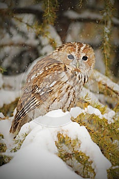 Tawny owl, brown owl, Strix aluco