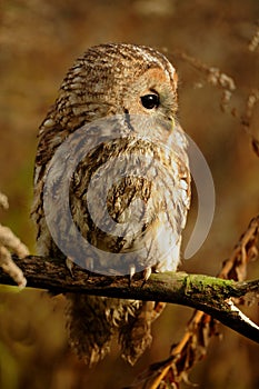 Tawny owl, brown owl, Strix aluco