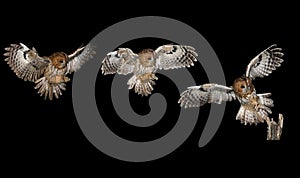 Tawny owl, brown owl, Strix aluco