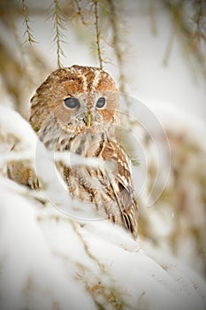 Tawny owl, brown owl, Strix aluco