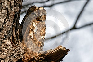 Tawny owl. Brown version.