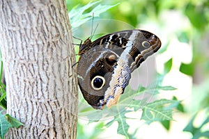 Tawny Owl Butterfly 2