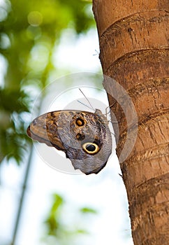 Tawny Owl Butterfly