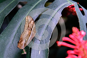 Tawny Owl Butterfly in nature