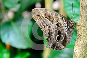 Tawny Owl Butterfly in nature