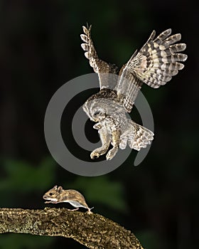 tawny owl catching mouse on trunk