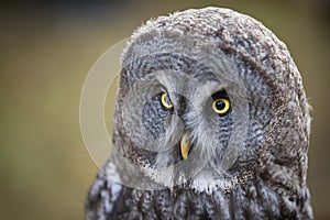 Tawny owl close up shot.