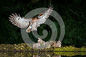 Tawny owl coming in to land
