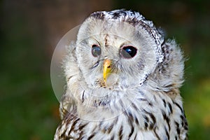 Tawny Owl photo