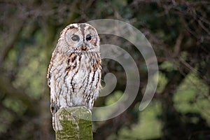 Tawny owl with eyes wide open