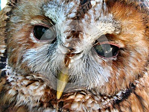 Tawny Owl Face
